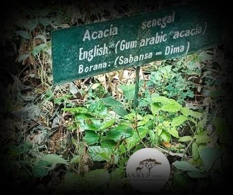 A species information sign for Acacia senegal at an ASREP-supported conservation site in Isiolo County