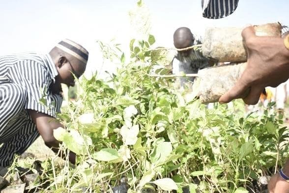 Community members planting green seedlings as part of ASREP's nature-based solutions programme